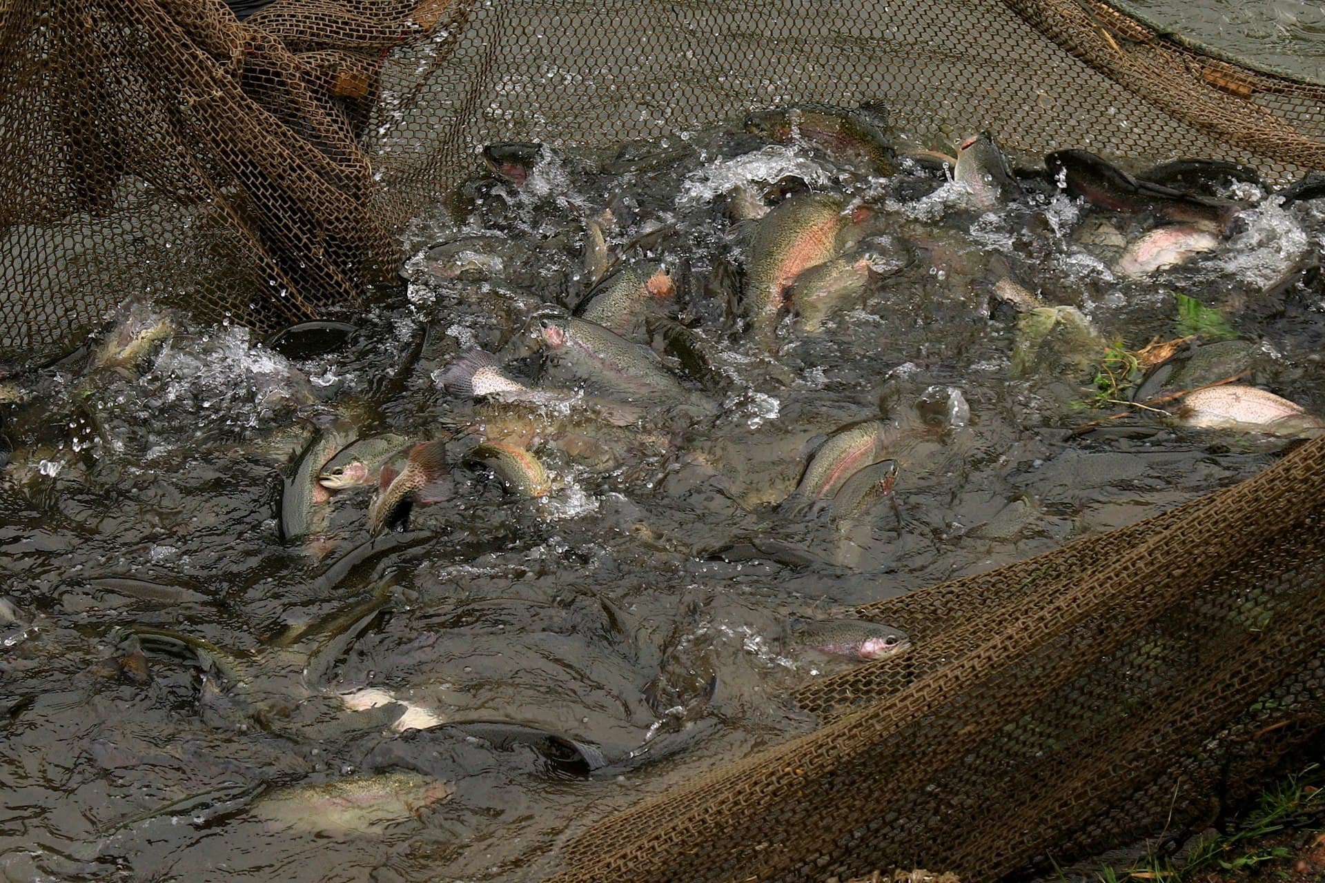 Aquaculture Insurance in Kenya - Mufasa Insurance