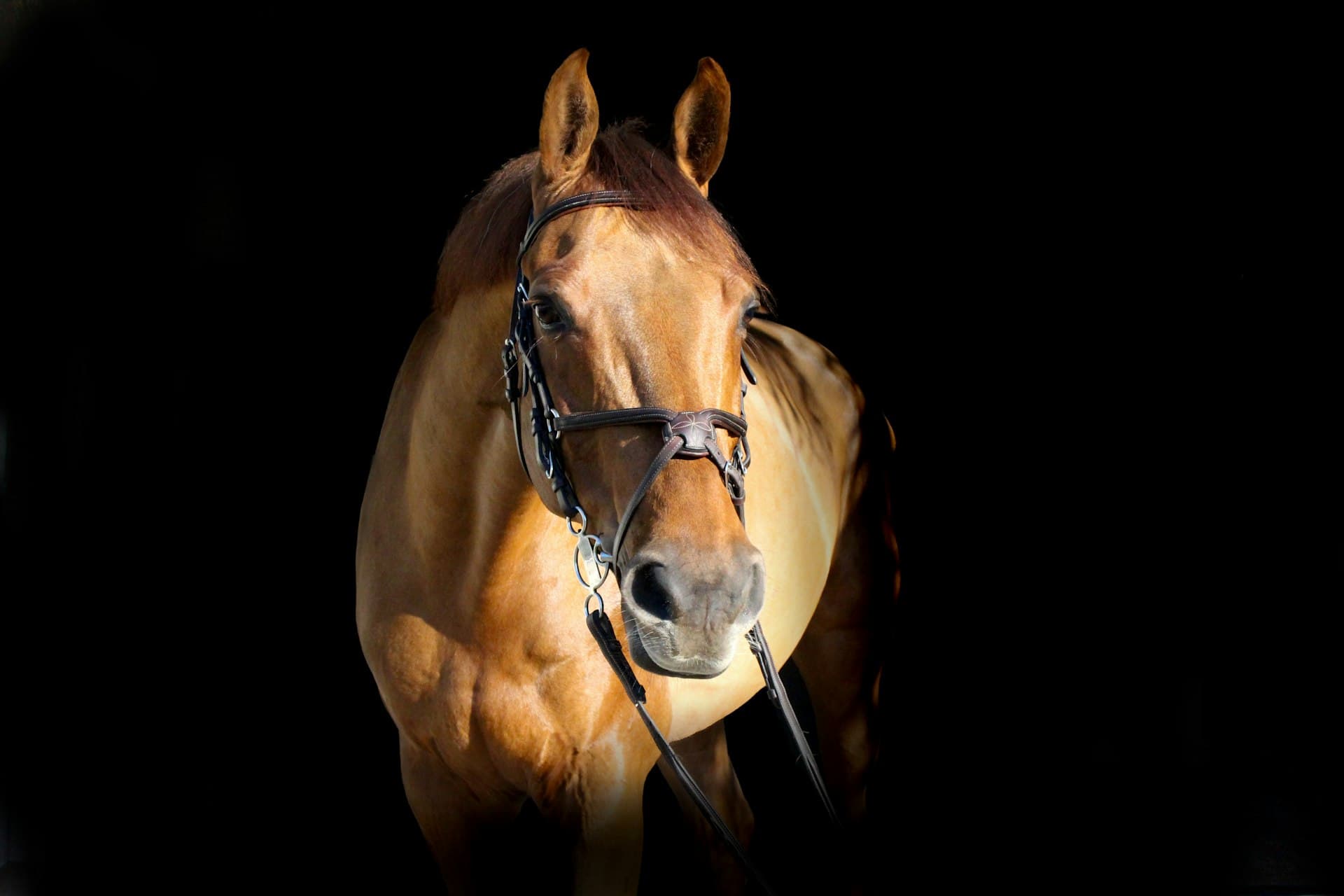 Bloodstock Insurance in Laikipia, Kenya - Mufasa Insurance