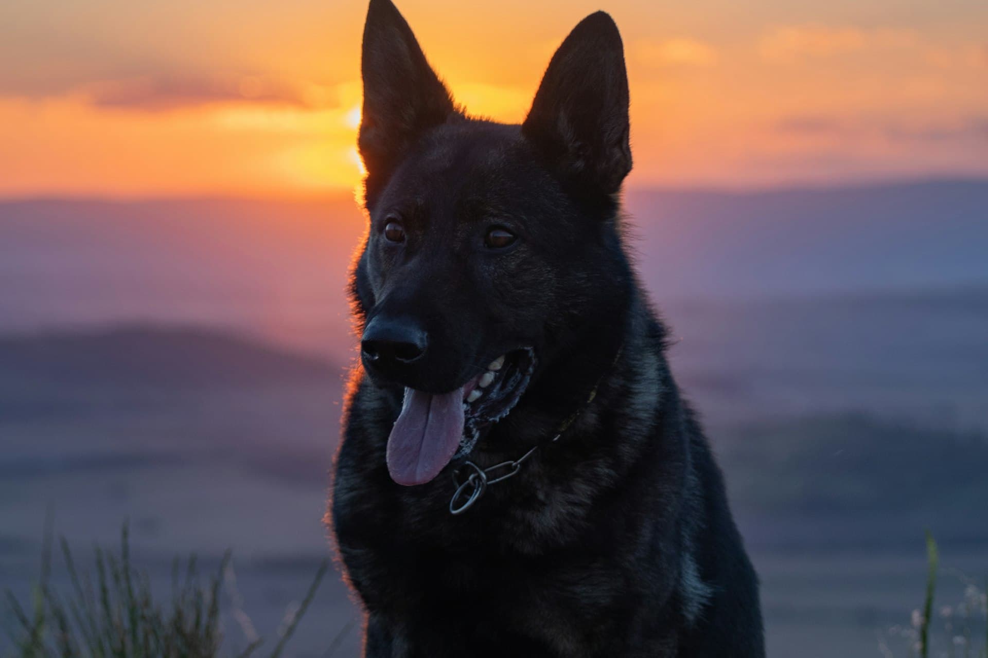 K9 (Working Dog) Insurance in Kenya - Mufasa Insurance