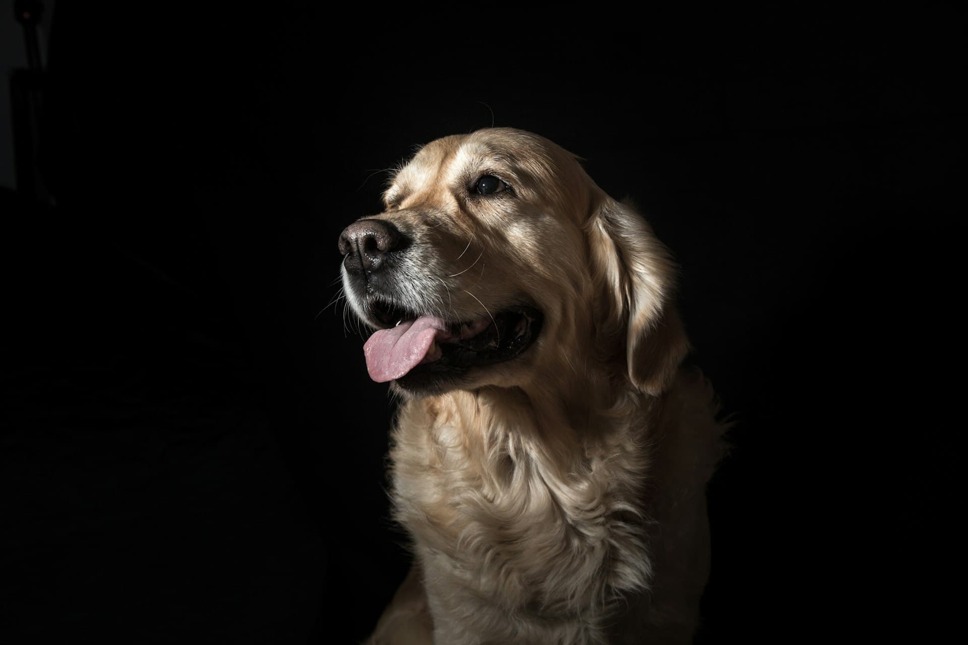 Pet Insurance in Nairobi, Kenya - Mufasa Insurance